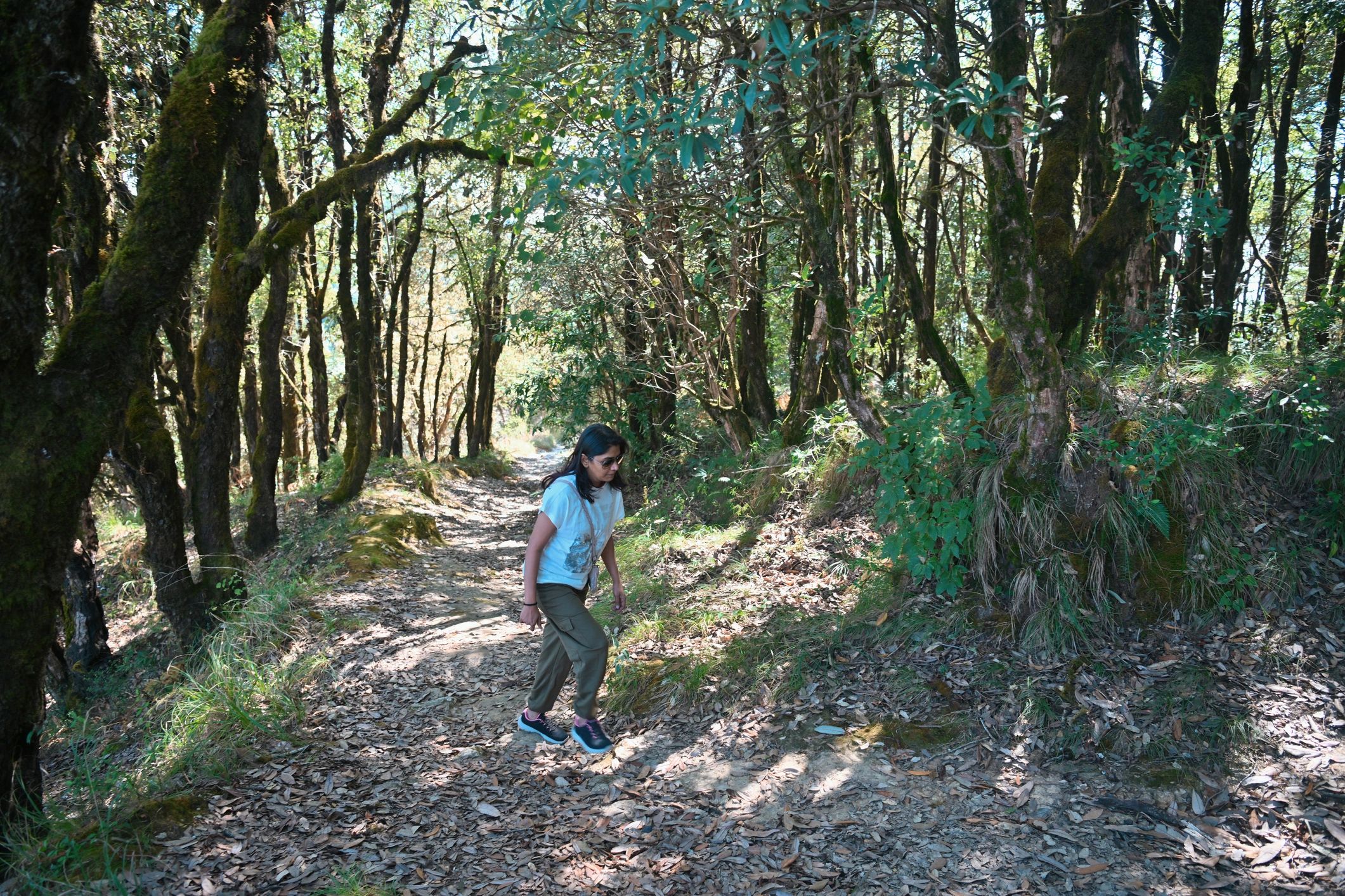 Traveler walking along a forest trail in Kumaon