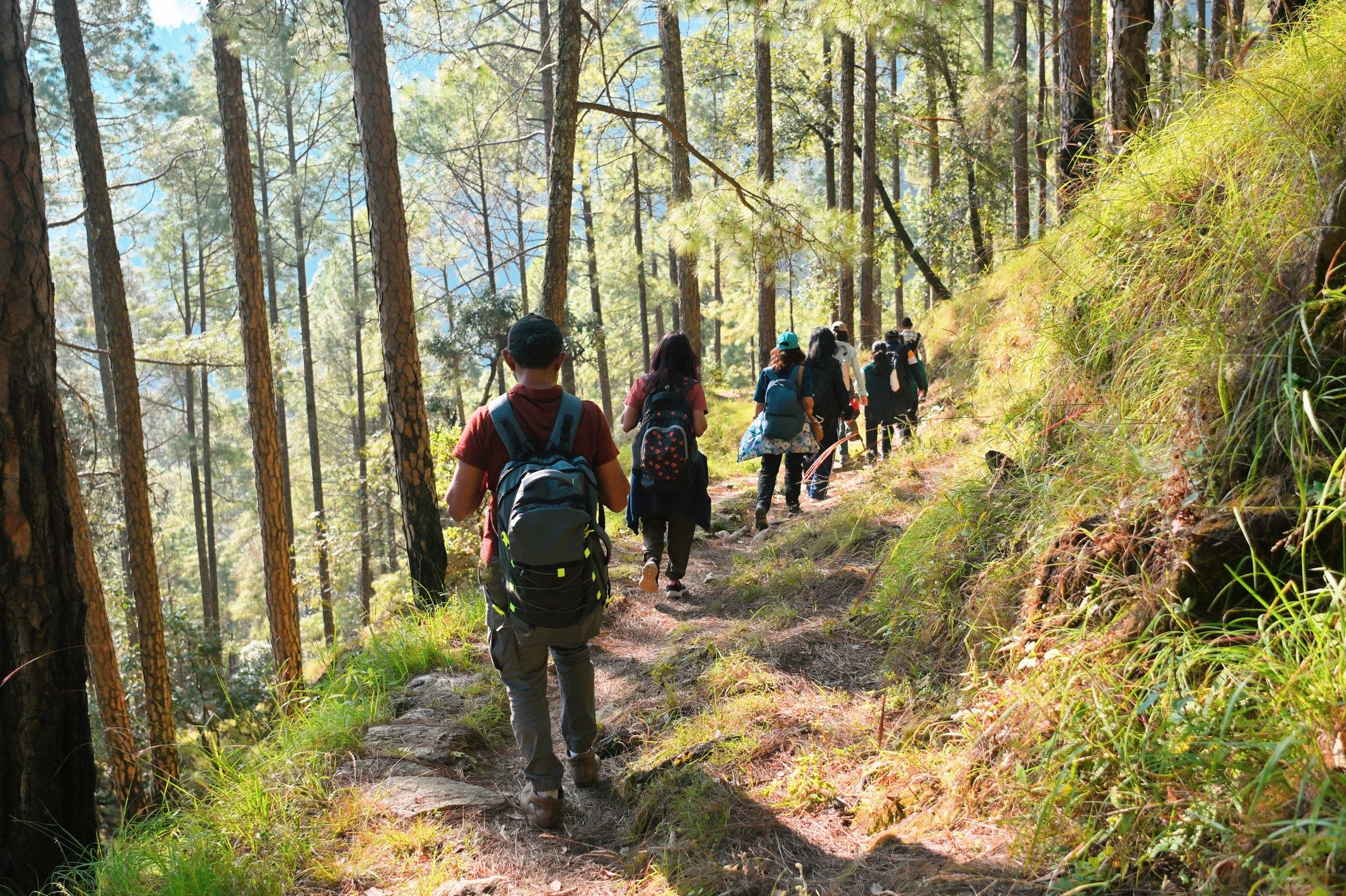 Trekking group on a pine forest trail in Uttarakhand